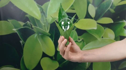 Hand holding light Bulb wrapped in green leaves on green nature background. E Stock Footage 121584051
