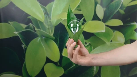 Hand holding light Bulb wrapped in green leaves on green nature background. E Stock Footage 121584076