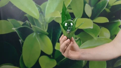 Hand holding light Bulb wrapped in green leaves on green nature background. E Stock-Footage 121584088