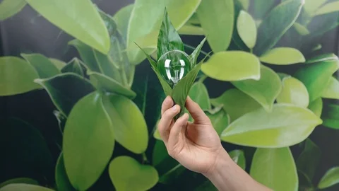 Hand holding light Bulb wrapped in green leaves on green nature background. E Stock Footage 121584102