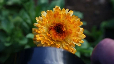 Hand holding magnifying glass on an orange flower at flower field Stock Footage