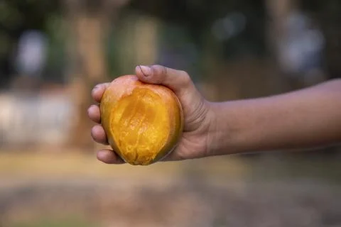 Hand-holding  mango bite on blurred background, Selective focus with shallo.. Stock Photos