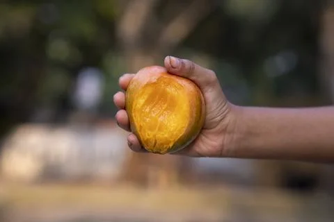 Hand-holding  mango bite on blurred background, Selective focus with shallo.. Stock Photos