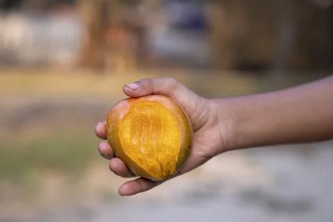 Hand-holding  mango bite on blurred background, Selective focus with shallo.. Stock Photos