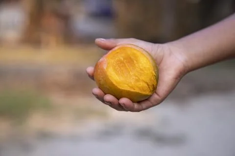 Hand-holding  mango bite on blurred background, Selective focus with shallo.. Stock Photos