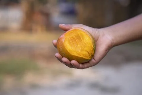Hand-holding  mango bite on blurred background, Selective focus with shallo.. Stock Photos