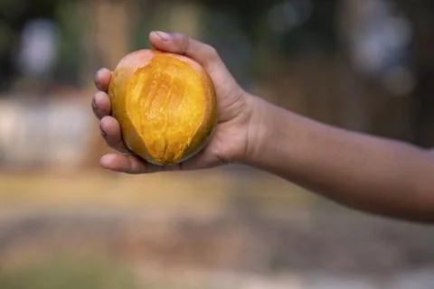 Hand-holding  mango bite on blurred background, Selective focus with shallo.. Stock-Fotos