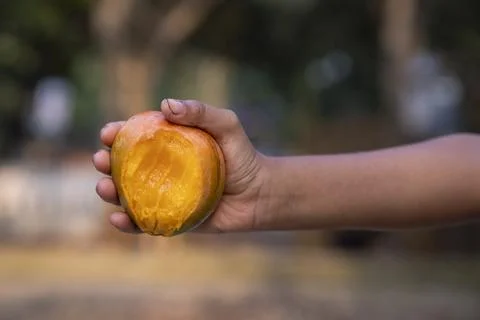 Hand-holding  mango bite on blurred background, Selective focus with shallo.. Stock Photos