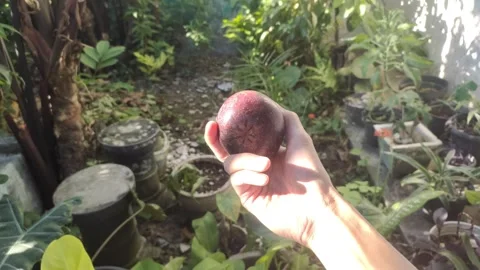 A Hand Holding A Mangosteen Vidéo 337915007
