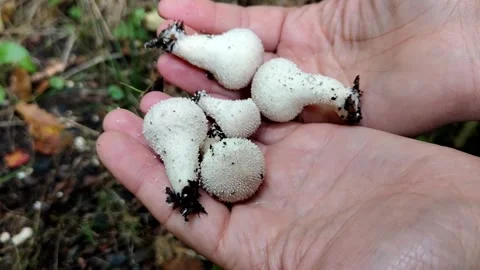Hand holding many fresh wild puffball mushrooms Stock Footage 346366220
