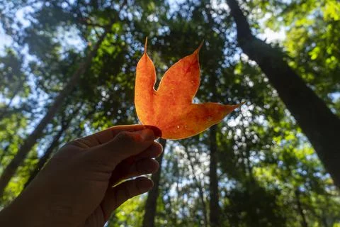 Hand holding maple red leaf shoot angle view hand selective focus.Military Po Stock Photos