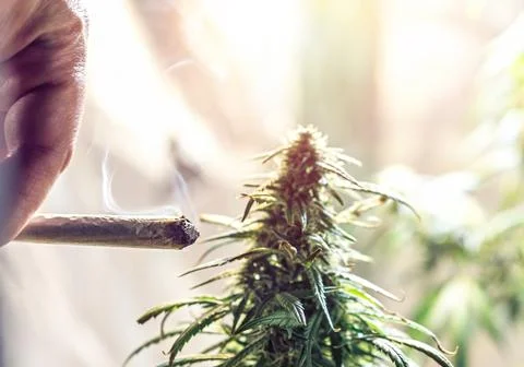 Hand holding marijuana joint against cannabis plant, drug use or medical mari Foto stock