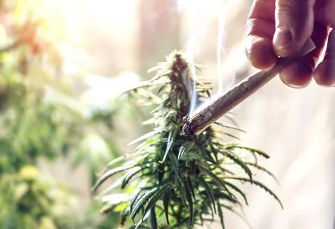 Hand holding marijuana joint against cannabis plant, drug use or medical mari Stock Photos