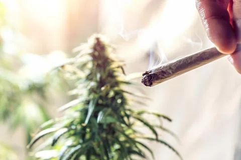 Hand holding marijuana joint against cannabis plant, drug use or medical mari Stock Photos