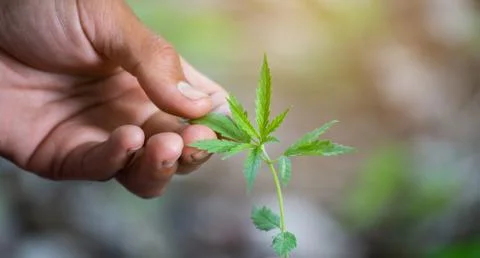 Hand holding marijuana leaf Foto stock