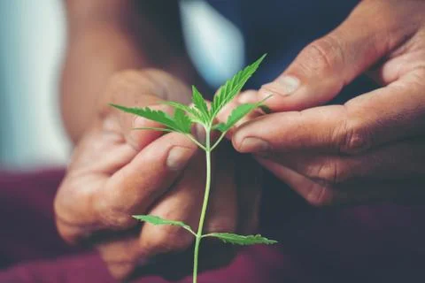 Hand holding marijuana leaf Foto stock