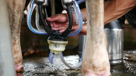 Hand holding milking Below under the cow 스톡 동영상 64349320