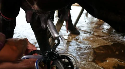 Hand holding milking Below under the cow Stock-Footage 67462719