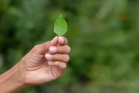 Hand holding of mint leaf. Fresh mint leaf on green background. Stock Photos