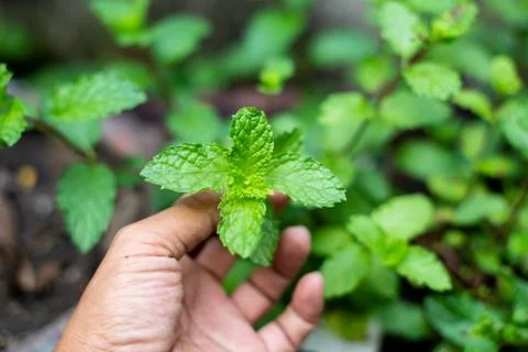 Hand holding mint leaf Stock Photos