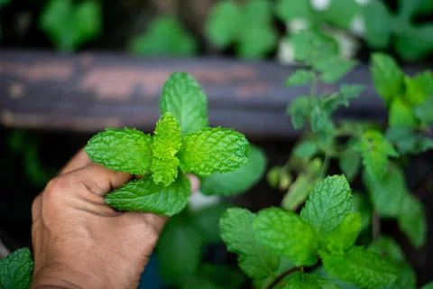 Hand holding mint leaf Foto stock