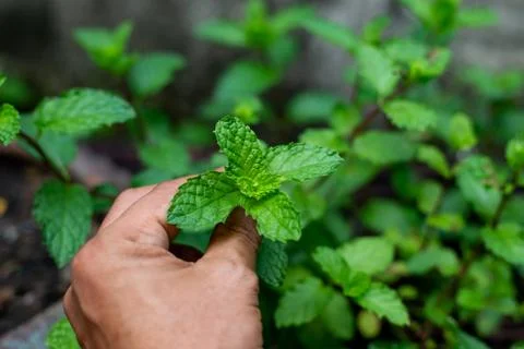Hand holding mint leaf Stock Photos