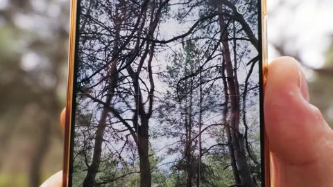 Hand Holding Mobile Phone Displaying Pine Trees with Grid Interface Stock Footage 334124668