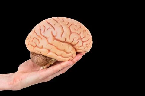 Hand holding model human brain on black background Stock Photos