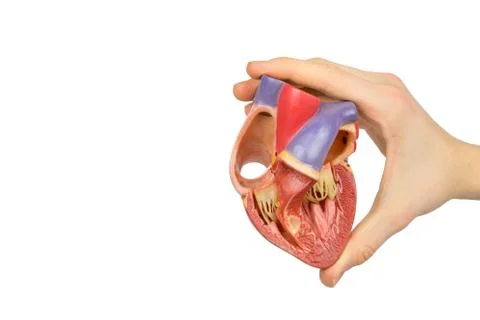 Hand holding model open human heart on white Stock Photos