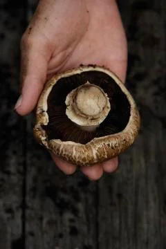 Hand holding mushroom Stock Photos