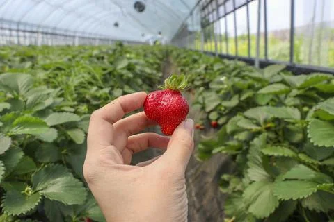 Hand holding odd weird shape strawberry picking in greenhouse strawberry farm Stock Photos