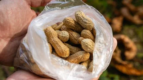 Hand Holding Open Plastic Bag Full of Peanuts Outdoors Stock Photos