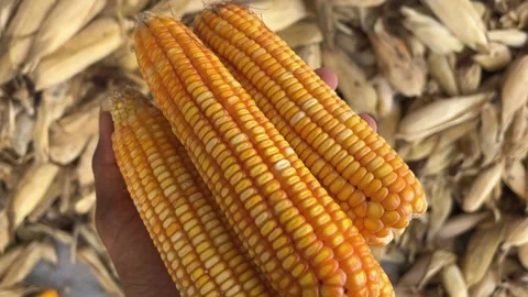 Hand Holding Orange Maize Cob Closeup and Showing Видео 317758271