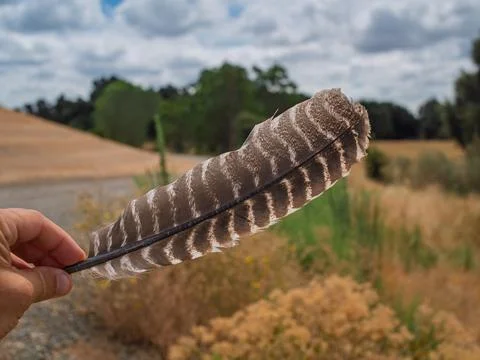 Hand holding a patterned bird feather against an open field Stock Photos