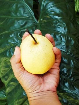 Hand holding a pear fruit with leaf background. Foto stock