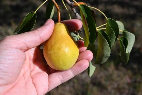 Hand holding a pear on a tree Stockfoto's