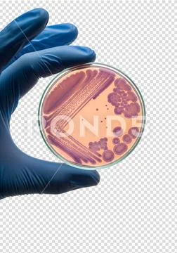 Hand holding petri dish with bacterial colonies isolated PSD Template