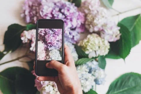 Hand holding phone and taking photo of hydrangea flowers on rustic white wood Stock Photos