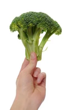 Hand holding a piece of broccoli vegetable isolated on white background. Stock Photos
