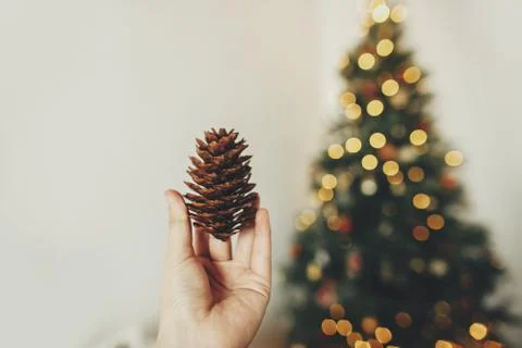 Hand holding  pine cone on background of golden beautiful christmas tree with Stock Photos