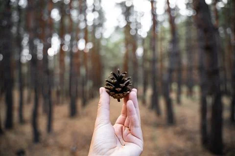 Hand holding pine cone on a blurred forest background. Close to nature concept Stock Photos