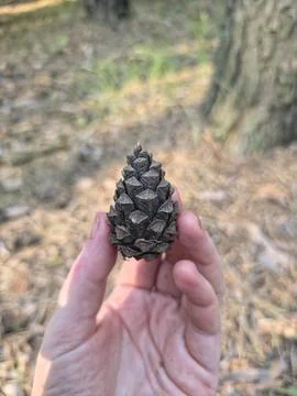 Hand holding pine cone macro Stock-Fotos