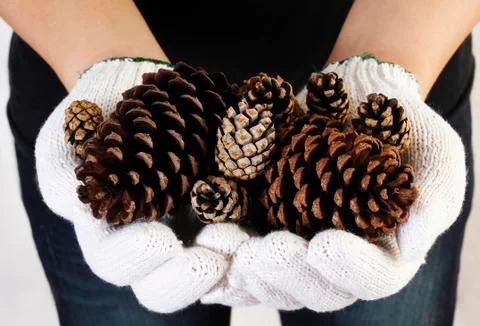 Hand holding pine cone Stock Photos