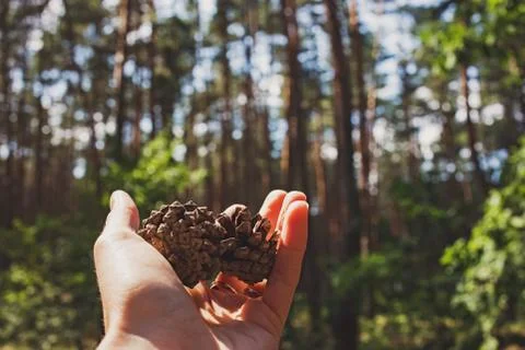 Hand holding pine cones close-up in the forest. Stock Photos
