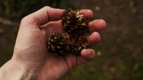 Hand holding a pine cones. Stock Footage 258574776
