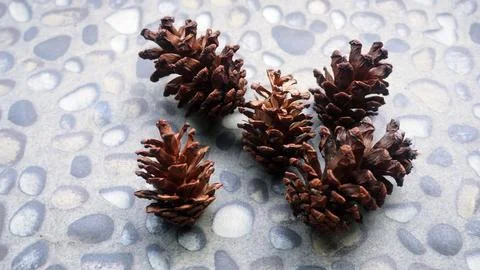Hand holding pine flower for template background Stockfoto's
