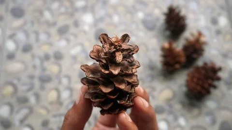 Hand holding pine flower for template background Stockfoto's