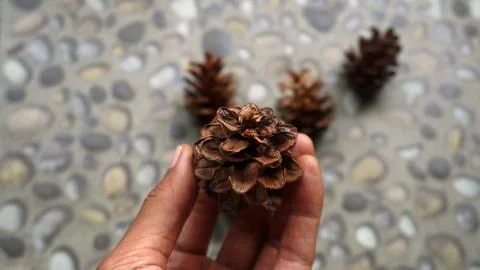Hand holding pine flower for template background 스톡 사진