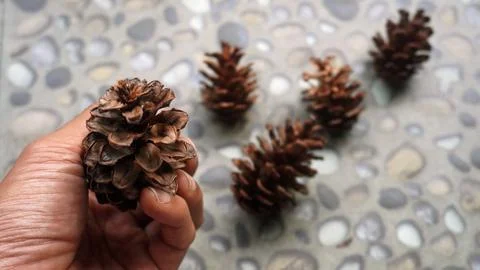 Hand holding pine flower for template background 스톡 사진