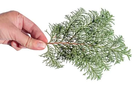 Hand holding pine tree branch for decoration isolated on white 스톡 사진